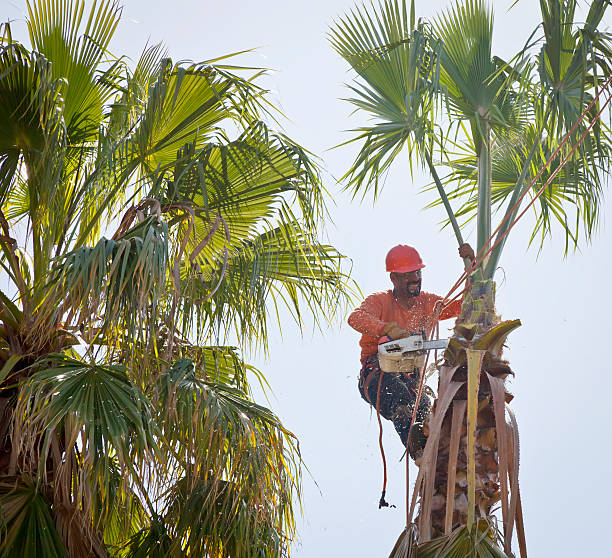 Tree and Shrub Care in Rogue River, OR